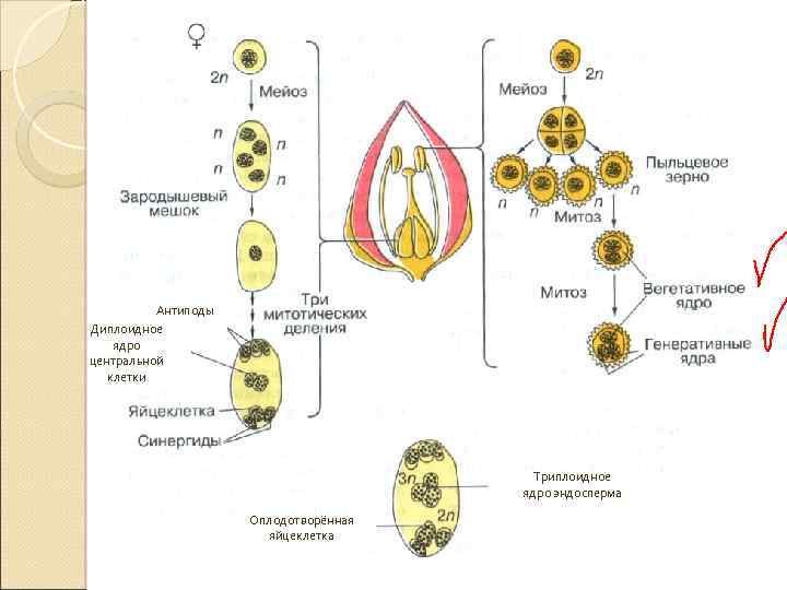 Какие клетки зародышевого мешка участвуют в оплодотворении