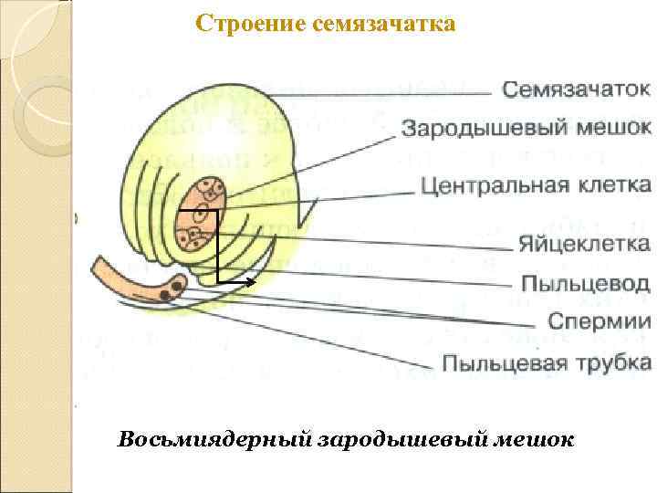 Где происходит развитие семязачатка сосны