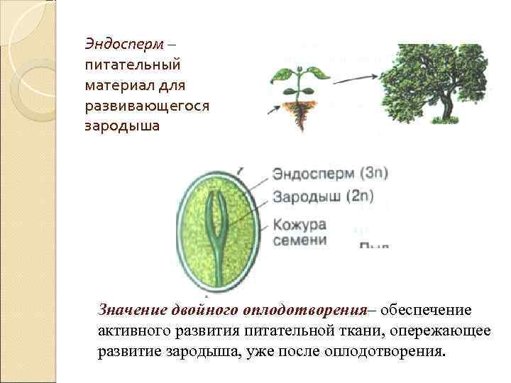 Питательная ткань