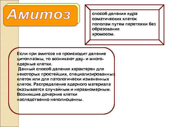 способ деления ядра соматических клеток пополам путем перетяжки без образования хромосом. Если при амитозе