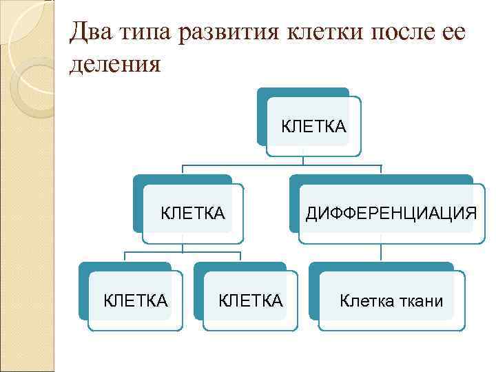 Два типа развития клетки после ее деления КЛЕТКА ДИФФЕРЕНЦИАЦИЯ Клетка ткани 