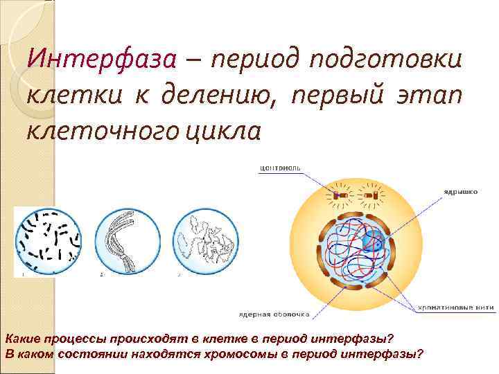 Интерфаза процессы