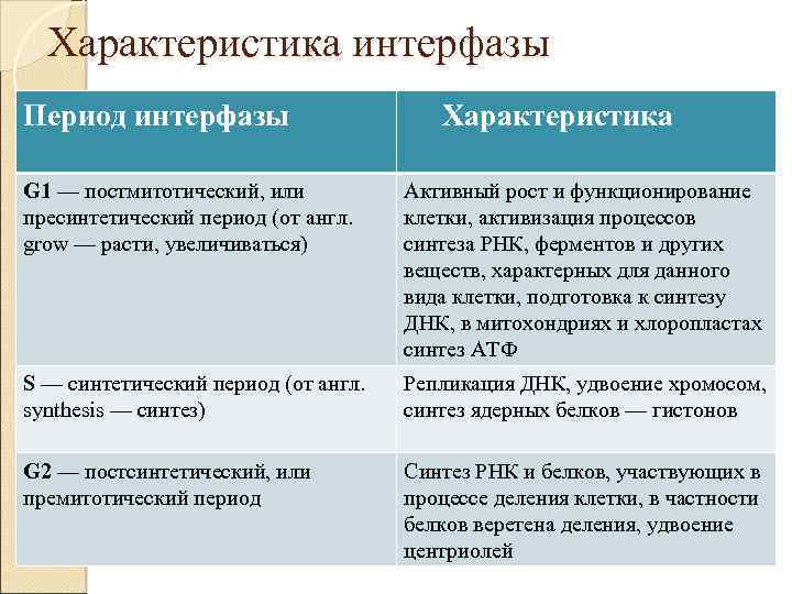 Характеристика периода. Характеристика периодов интерфазы. Характеристика интерфазы. Характеристика пресинтетического периода интерфазы. Характеристика периодов интерфазы клетки постмитотический.