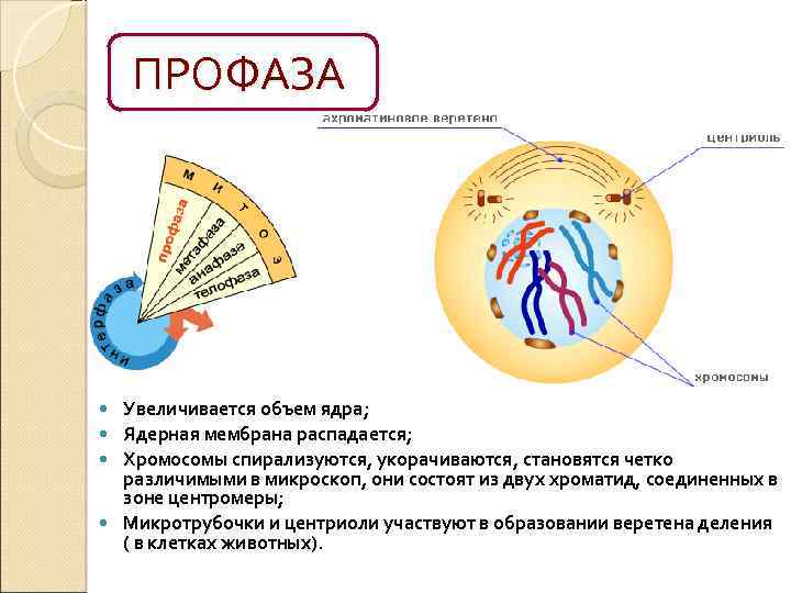 Исчезновение ядерной оболочки какая фаза. Профаза строение. Профаза хромосомы спирализуются. Профаза процессы происходящие в клетке. Таблица профаза с хромосомами с ядрышком с ядерной оболочкой.