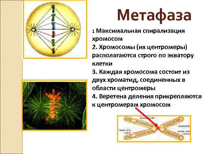 Метафаза 1 Максимальная спирализация хромосом 2. Хромосомы (их центромеры) располагаются строго по экватору клетки