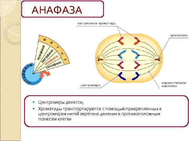 Деление центромеры. Нити веретена деления прикрепляются к центромерам. Нити веретена деления прикрепляются к центромерам фаза. Хроматиды соединены с нитями веретена деления с помощью. Веретено деления.