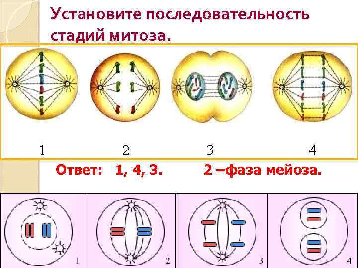 Последовательность стадий мейоза 1