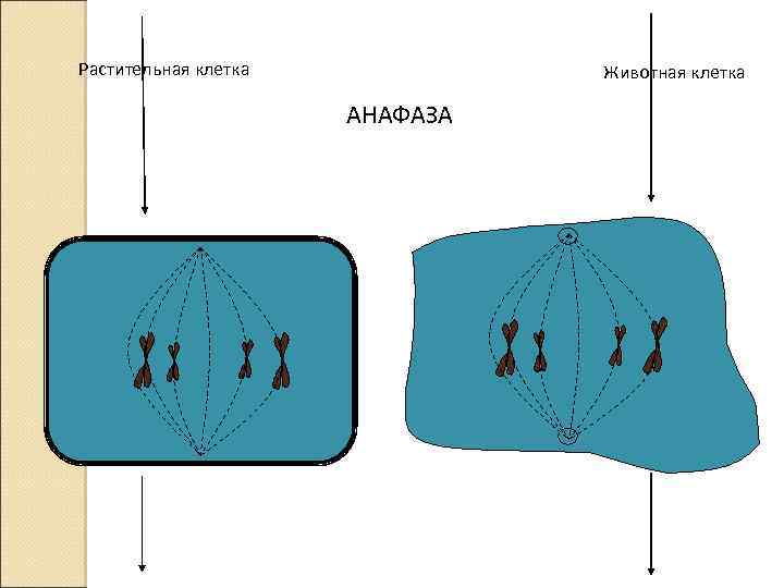 Растительная клетка Животная клетка АНАФАЗА 