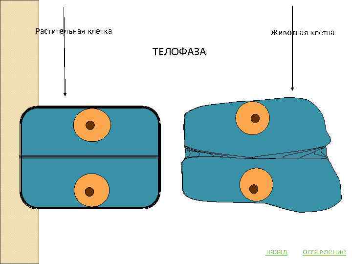 Растительная клетка Животная клетка ТЕЛОФАЗА назад оглавление 