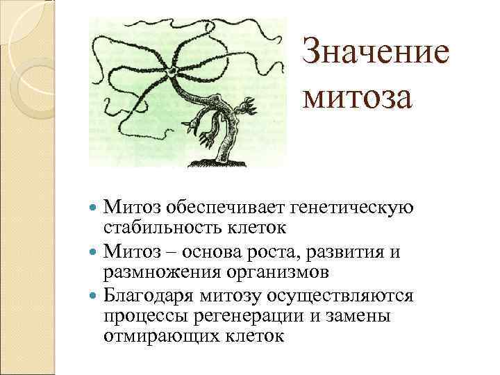 Значение митоза Митоз обеспечивает генетическую стабильность клеток Митоз – основа роста, развития и размножения