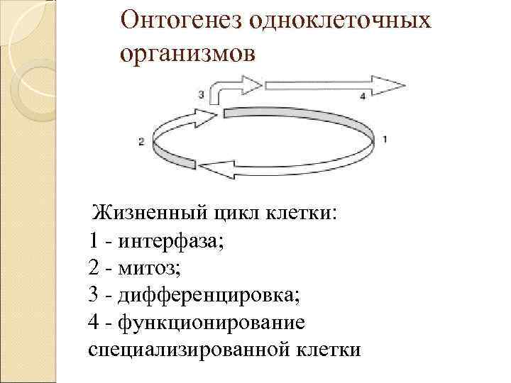 Онтогенез одноклеточных организмов Жизненный цикл клетки: 1 - интерфаза; 2 - митоз; 3 -