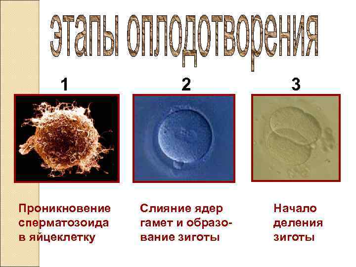 1 2 3 Проникновение сперматозоида в яйцеклетку Слияние ядер гамет и образование зиготы Начало