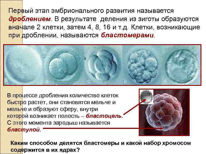 Первый этап эмбрионального развития называется дроблением. В результате деления из зиготы образуются вначале 2