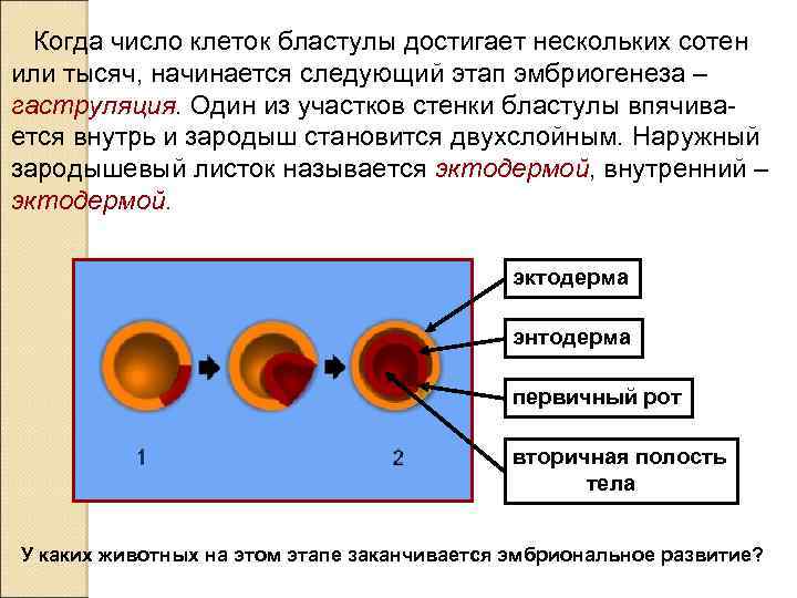 Когда число клеток бластулы достигает нескольких сотен или тысяч, начинается следующий этап эмбриогенеза –