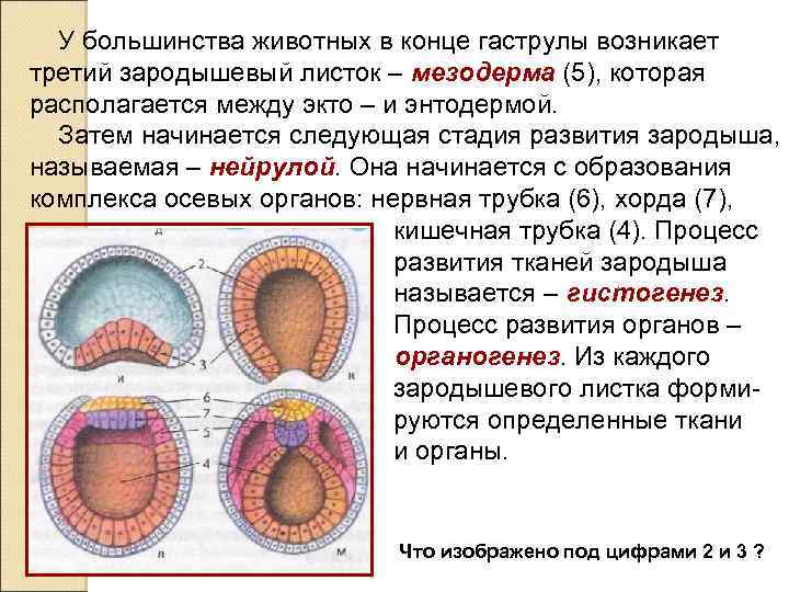 У большинства животных в конце гаструлы возникает третий зародышевый листок – мезодерма (5), которая