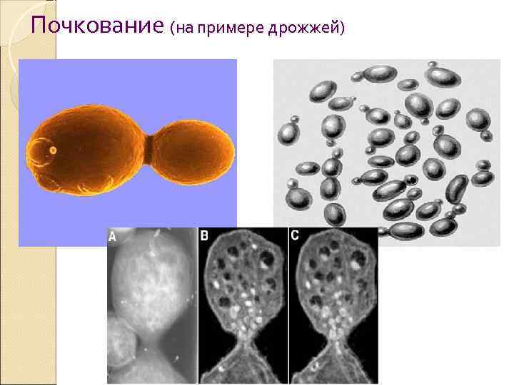 Почкование (на примере дрожжей) 