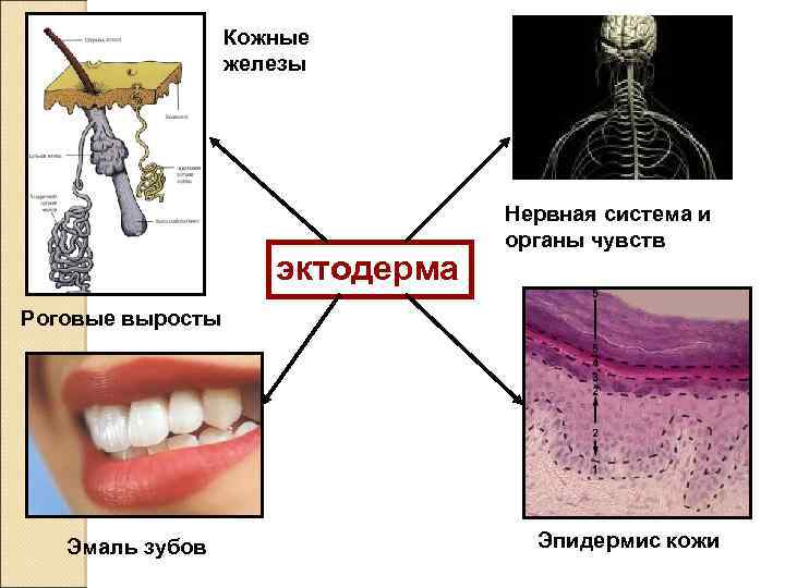 Кожные железы эктодерма Нервная система и органы чувств Роговые выросты Эмаль зубов Эпидермис кожи