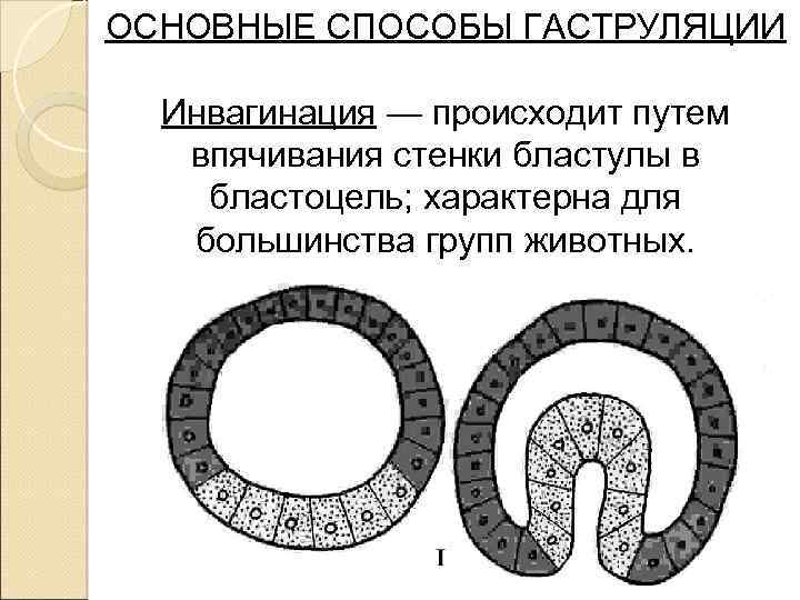 ОСНОВНЫЕ СПОСОБЫ ГАСТРУЛЯЦИИ Инвагинация — происходит путем впячивания стенки бластулы в бластоцель; характерна для