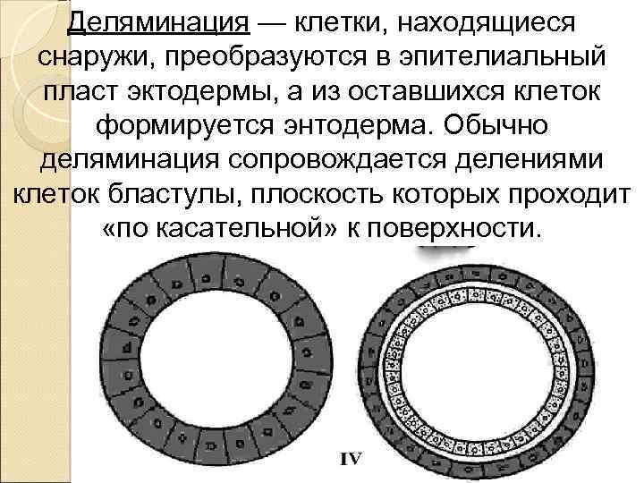 Деляминация — клетки, находящиеся снаружи, преобразуются в эпителиальный пласт эктодермы, а из оставшихся клеток