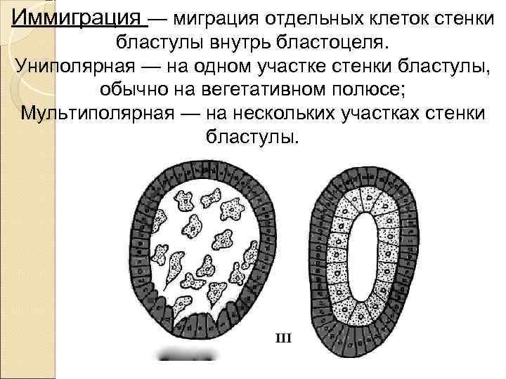 Гаструляция иммиграция рисунок