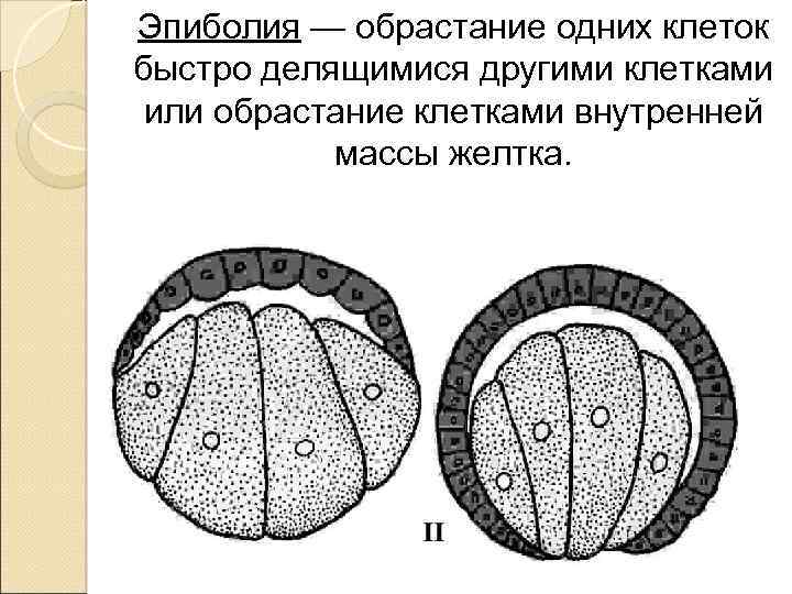 Эпиболия — обрастание одних клеток быстро делящимися другими клетками или обрастание клетками внутренней массы