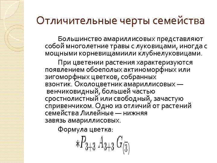 Отличительные черты семейства Большинство амариллисовых представляют собой многолетние травы с луковицами, иногда с мощными
