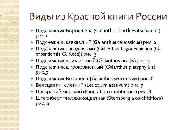 Виды из Красной книги России Подснежник Борткевича (Galanthus bortkewitschianus) рис. 1 Подснежник кавказский (Galanthus