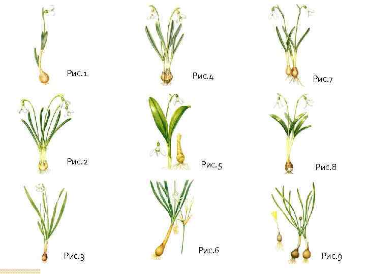 Рис. 1 Рис. 2 Рис. 3 Рис. 4 Рис. 5 Рис. 6 Рис. 7