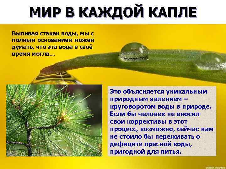 МИР В КАЖДОЙ КАПЛЕ Выпивая стакан воды, мы с полным основанием можем думать, что