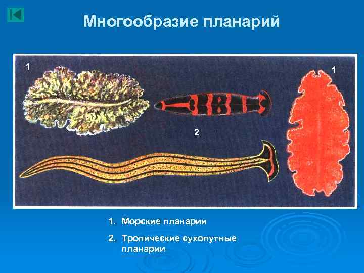 Многообразие планарий 1 1 2 1. Морские планарии 2. Тропические сухопутные планарии 