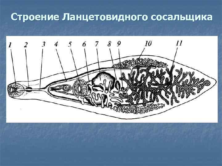 Строение Ланцетовидного сосальщика 