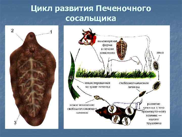 Цикл развития Печеночного сосальщика 2 1 3 