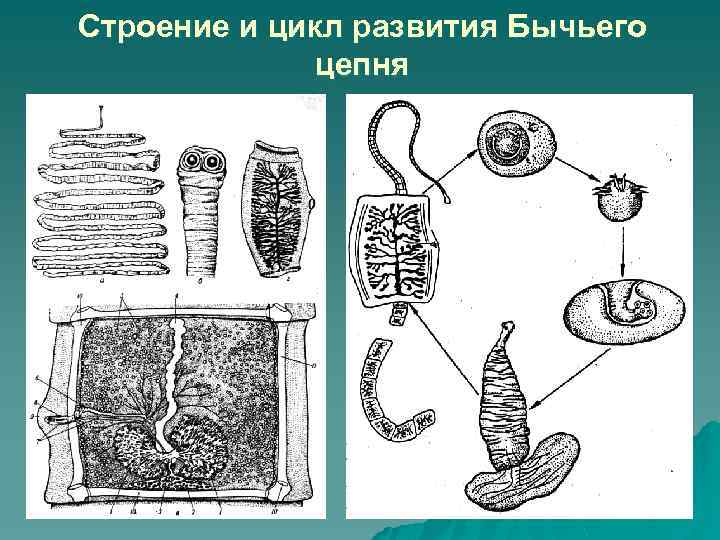 Строение и цикл развития Бычьего цепня 