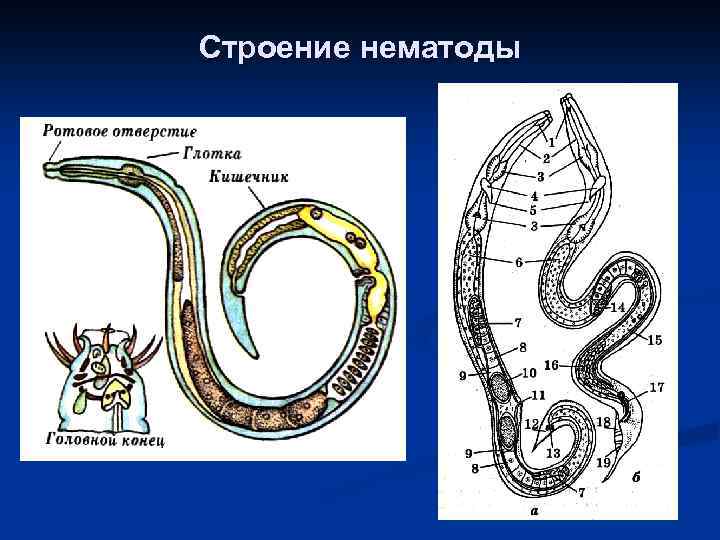 Строение нематоды 