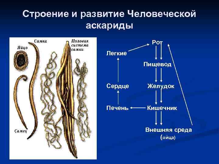 Строение и развитие Человеческой аскариды Рот Легкие Пищевод Сердце Желудок Печень Кишечник Внешняя среда