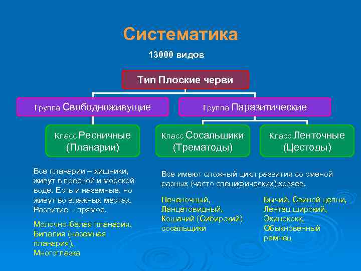 Систематика 13000 видов Тип Плоские черви Группа Свободноживущие Группа Паразитические Класс Ресничные Класс Сосальщики