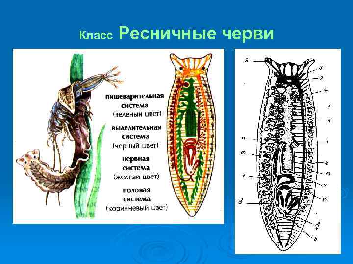 Класс Ресничные черви 