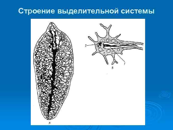 Плоские черви выделительная система. Схема строения выделительной системы плоских червей. Плоские черви строение выделительной системы. Строение выделительной системы плоских червей. Пламенные клетки у плоских червей.