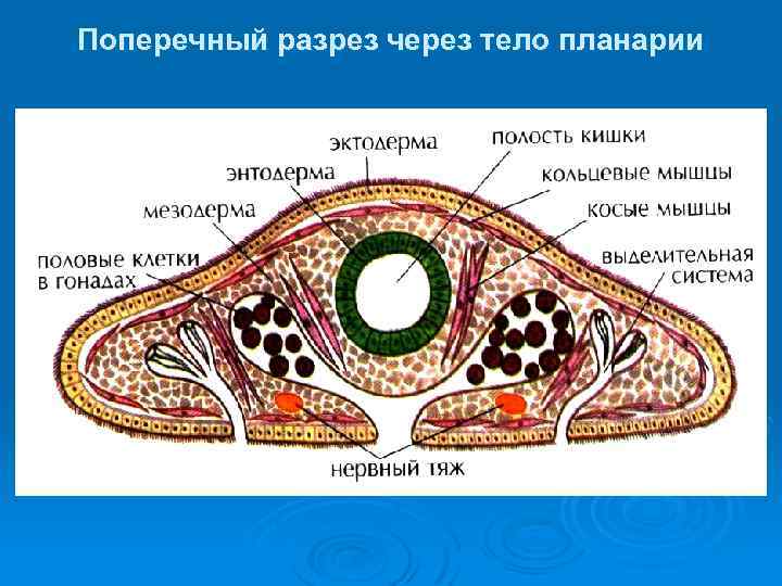 Поперечный разрез через тело планарии 