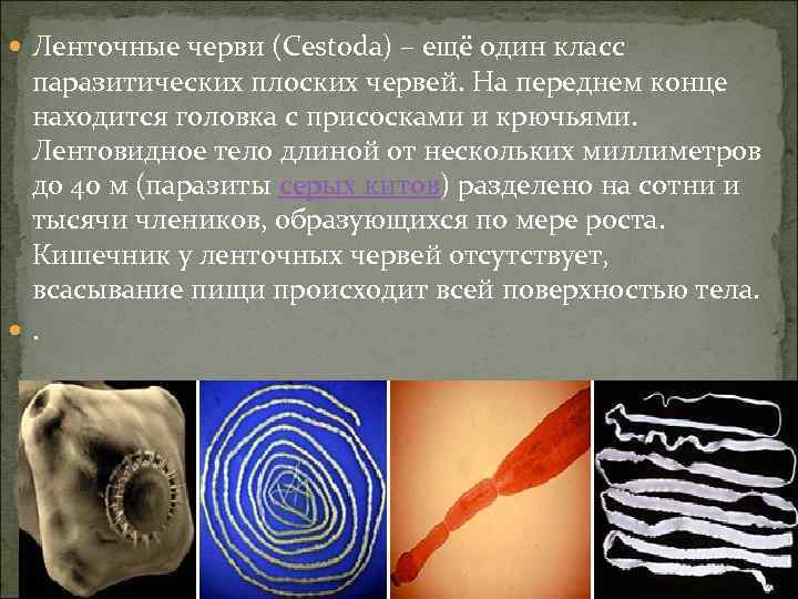  Ленточные черви (Cestoda) – ещё один класс паразитических плоских червей. На переднем конце