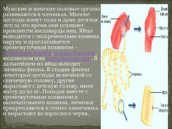  Мужские и женские половые органы развиваются в члениках. Многие цестоды живут годы и