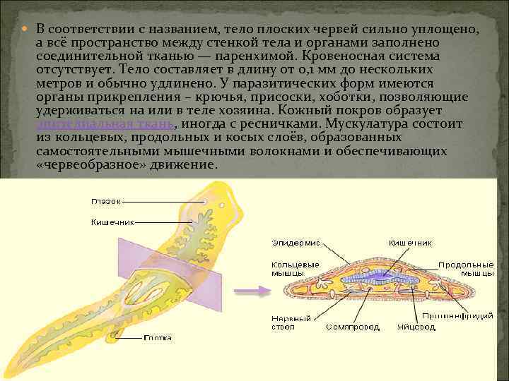  В соответствии с названием, тело плоских червей сильно уплощено, а всё пространство между