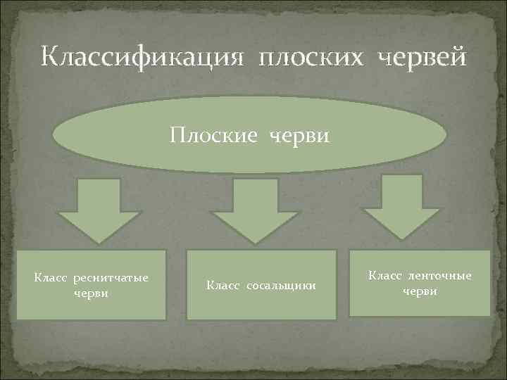 Классификация плоских червей Плоские черви Класс реснитчатые черви Класс сосальщики Класс ленточные черви 