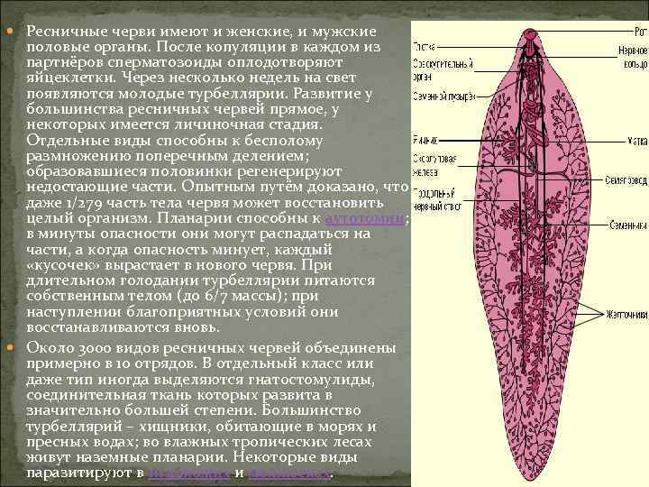  Ресничные черви имеют и женские, и мужские половые органы. После копуляции в каждом