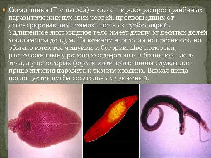  Сосальщики (Trematoda) – класс широко распространённых паразитических плоских червей, произошедших от дегенерировавших прямокишечных