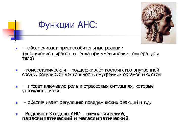 Функции АНС: n – обеспечивает приспособительные реакции (увеличение выработки тепла при уменьшении температуры тела)