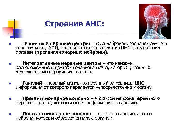 Строение АНС: n n Первичные нервные центры – тела нейронов, расположенные в спинном мозгу