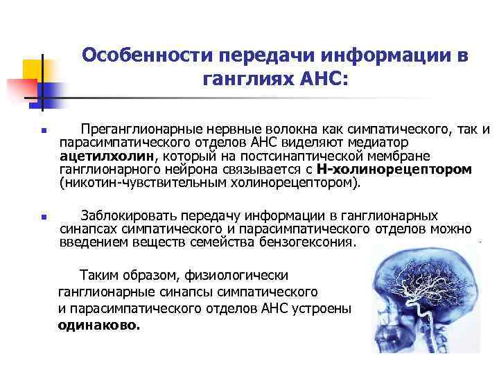 Особенности передачи информации в ганглиях АНС: n n Преганглионарные нервные волокна как симпатического, так