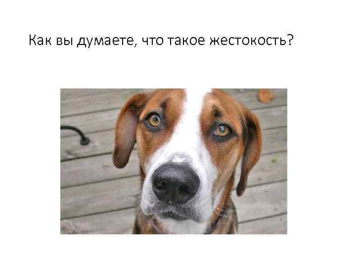 Как вы думаете, что такое жестокость? 