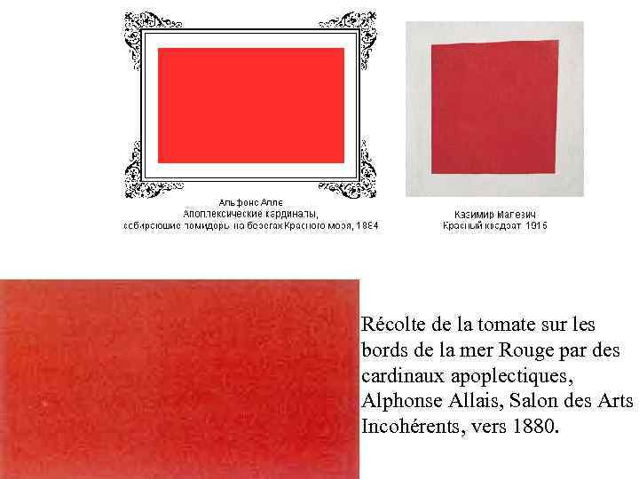 Récolte de la tomate sur les bords de la mer Rouge par des cardinaux